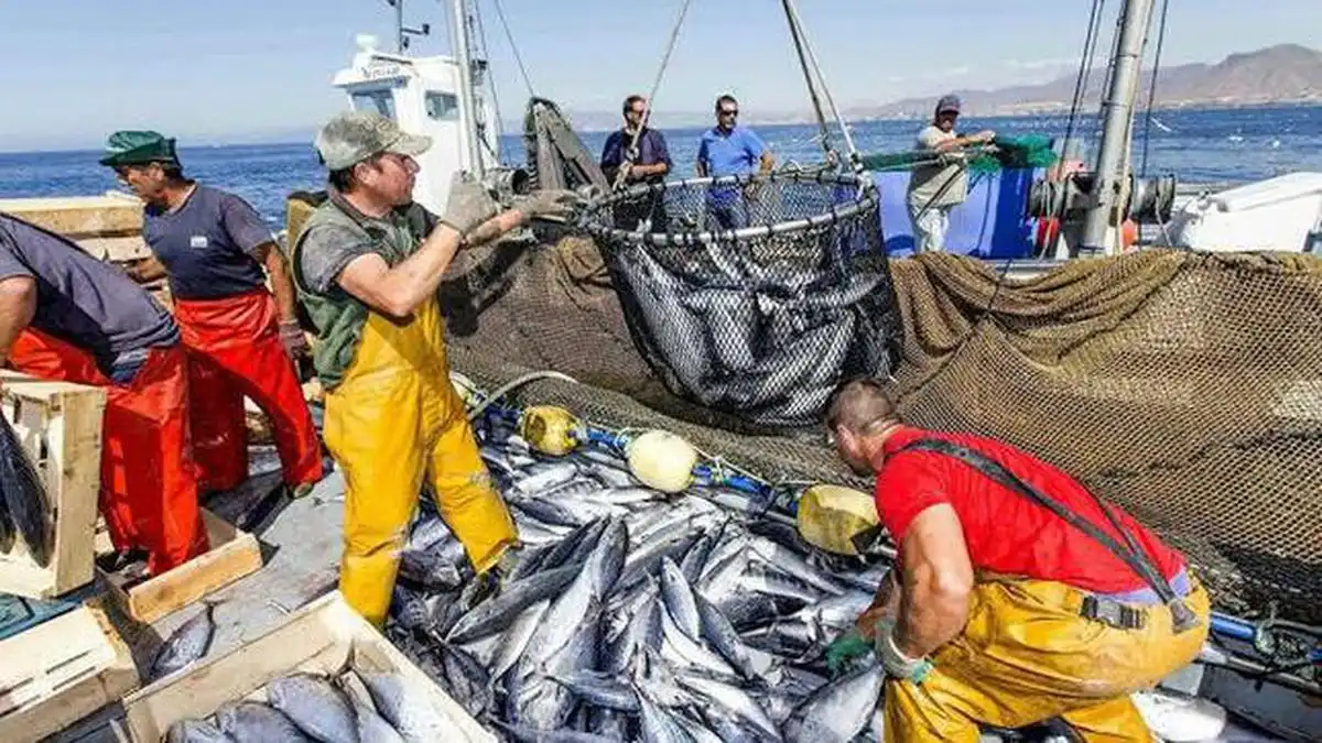 Mayo 2024: Incremento récord en captura de pescado para consumo humano